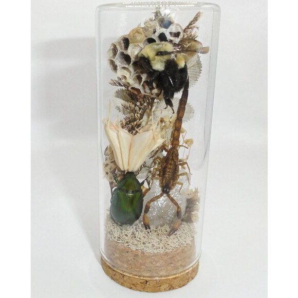 Scorpion Green Chafer Beetle Wasp Nest Bee & Crystal Oddity Jar taxidermy - Picture 1 of 16